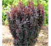 Барбарис Тунберга Ред Пилар (Red Pilar)С2